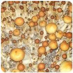 Псилоцибиновые (галлюциногенные)  грибы Psilocybin "Golden Teacher" в Октябрьске