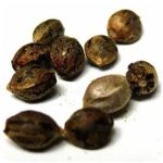 Семена марихуаны АК-47  (Seeds AK-47) в Октябрьске